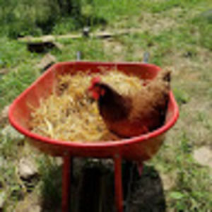 Meet your Posher, Gwen